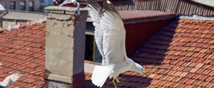 Residential Chimney Animal Removal Solution in Tarpon Springs, FL